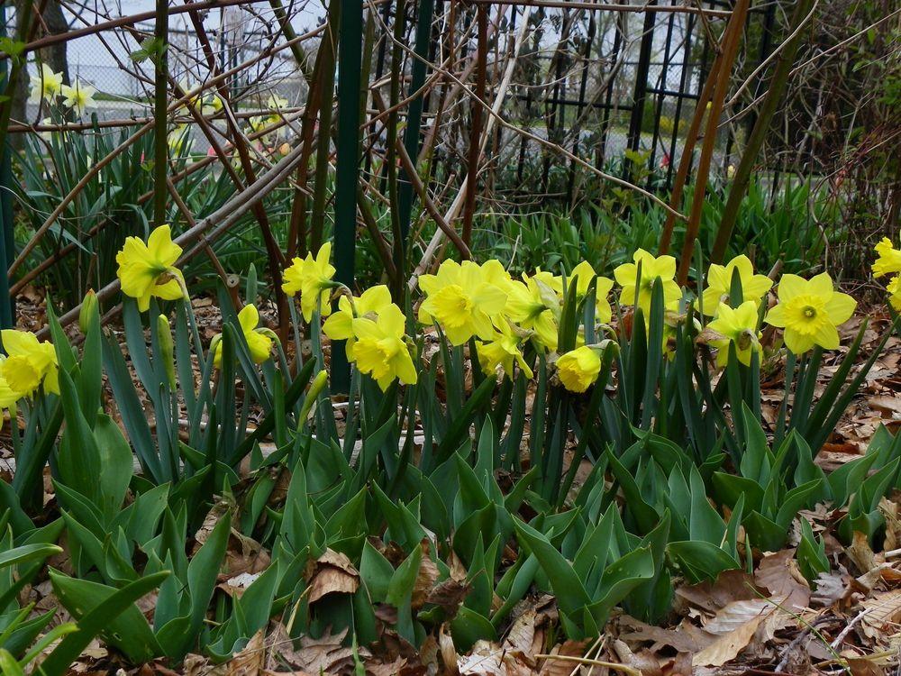 Photo of Large-cupped Daffodil (Narcissus 'Camelot') uploaded by Newyorkrita