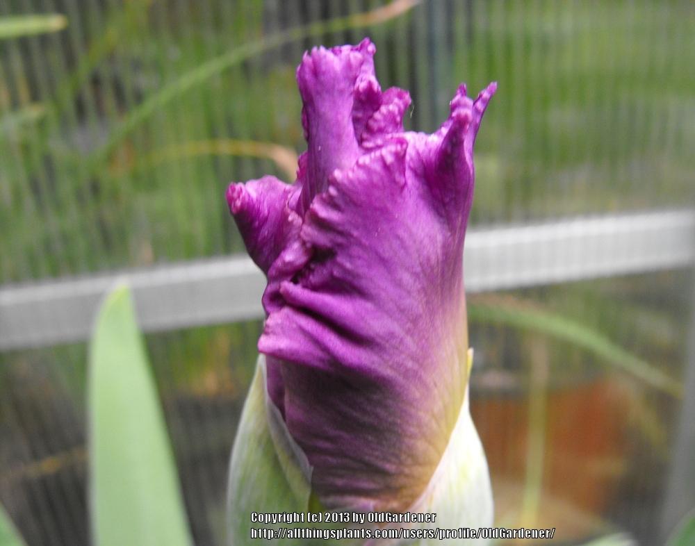 Photo of Tall Bearded Iris (Iris 'Mallow Dramatic') uploaded by OldGardener