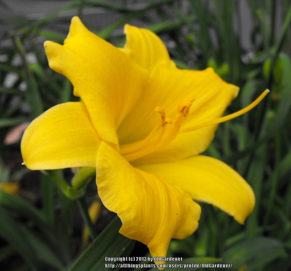 Photo of Daylily (Hemerocallis 'Stella de Oro') uploaded by OldGardener