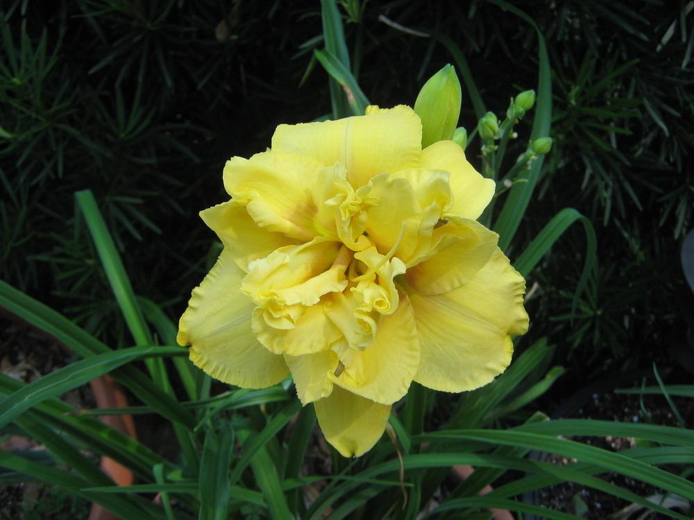 Photo of Daylily (Hemerocallis 'Dutch Yellow Truffle') uploaded by gardenglory