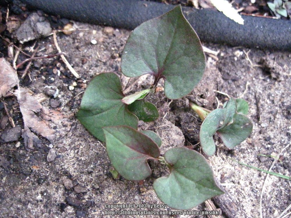 Photo of Chameleon Plant (Houttuynia cordata) uploaded by piksihk