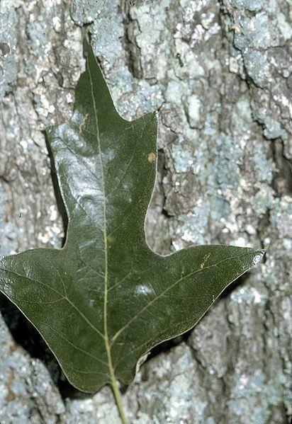 Photo of Southern Red Oak (Quercus falcata) uploaded by robertduval14