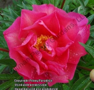Photo of Itoh Peony (Paeonia 'Watermelon Wine') uploaded by vic