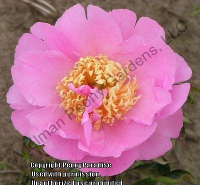 Photo of Peony (Paeonia 'Show Girl') uploaded by vic