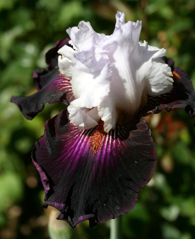 Photo of Tall Bearded Iris (Iris 'Starring') uploaded by Calif_Sue