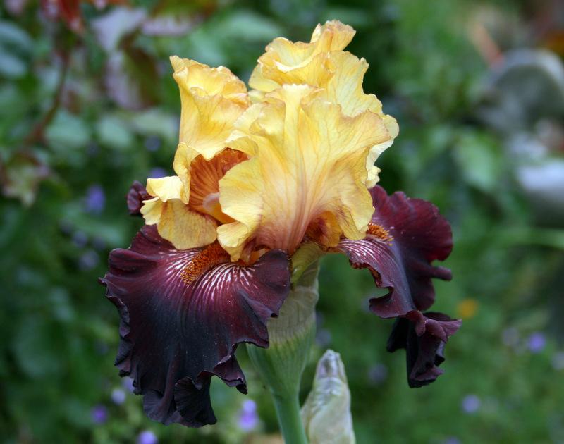 Photo of Tall Bearded Iris (Iris 'Latte') uploaded by Calif_Sue