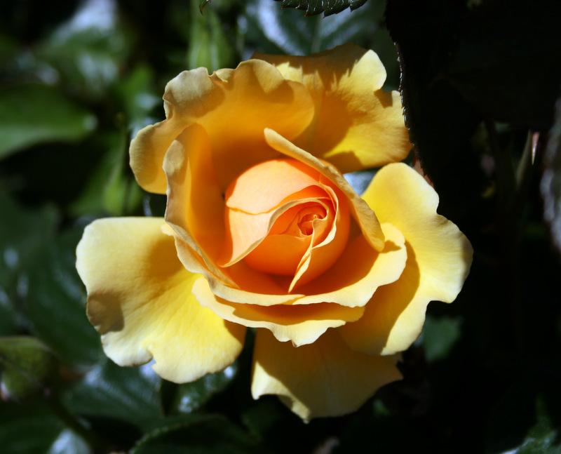 Photo of Floribunda Rose (Rosa 'Amber Queen') uploaded by Calif_Sue