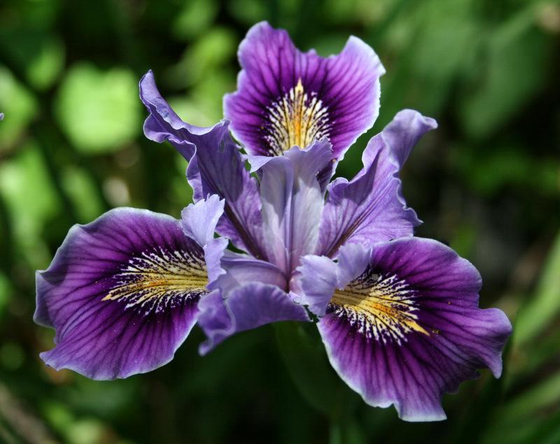 Photo of Pacific Coast Iris (Iris 'Filoli.') uploaded by Calif_Sue