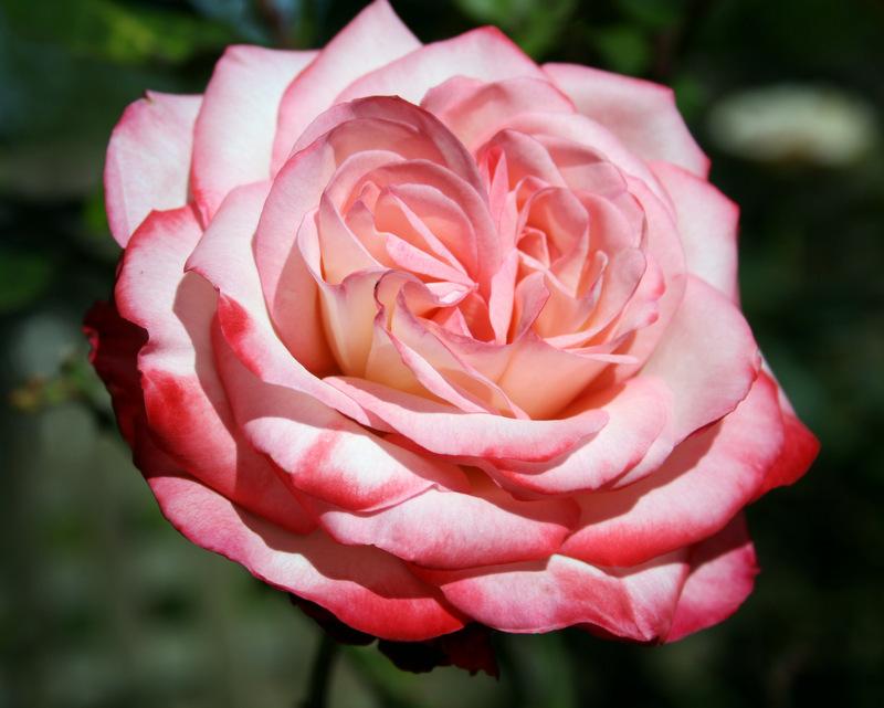 Photo of Rose (Rosa 'Cabaret') uploaded by Calif_Sue