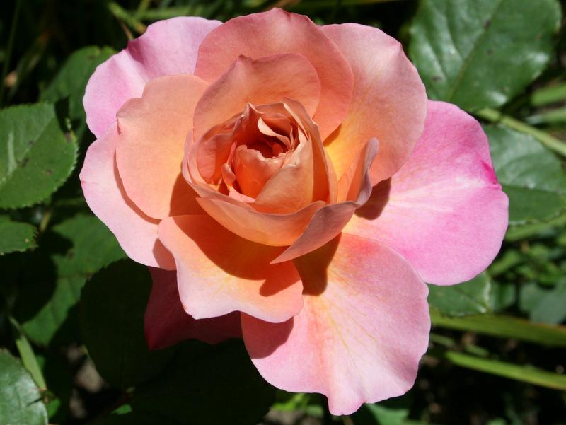 Photo of Rose (Rosa 'Distant Thunder') uploaded by Calif_Sue