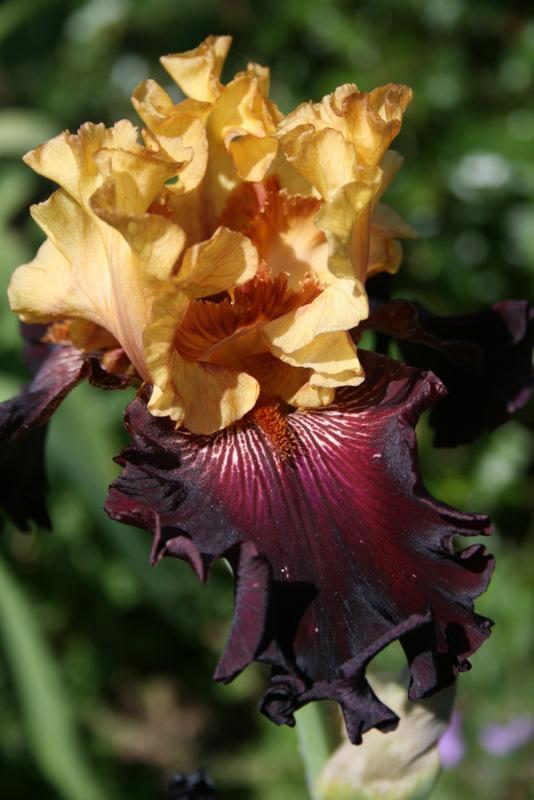 Photo of Tall Bearded Iris (Iris 'Latte') uploaded by Calif_Sue