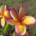 Tips for Rooting Dehydrated Plumeria Cuttings