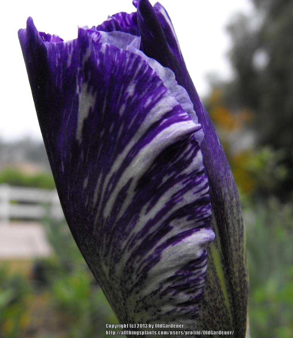 Photo of Tall Bearded Iris (Iris 'Millennium Falcon') uploaded by OldGardener