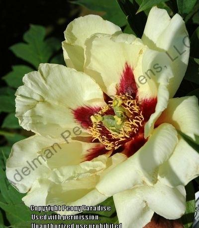 Photo of Tree Peony (Paeonia 'Golden Experience') uploaded by vic
