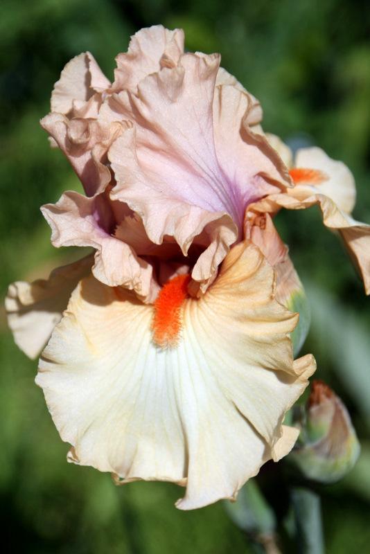 Photo of Tall Bearded Iris (Iris 'Bel Esprit') uploaded by Calif_Sue