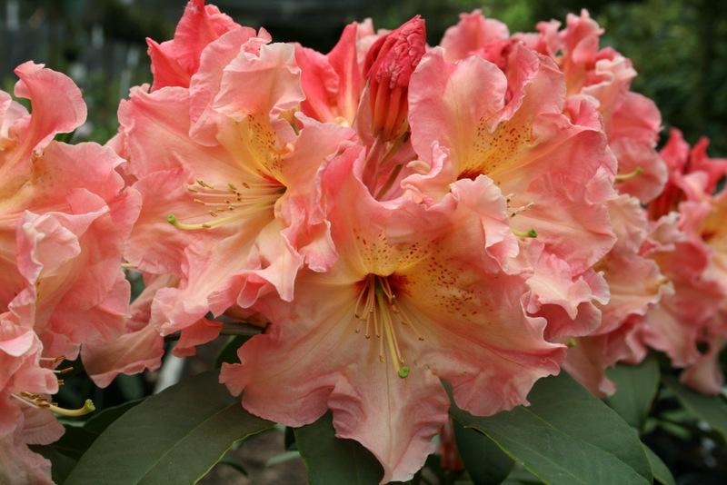 Photo of Rhododendron 'Jubilation' uploaded by Calif_Sue