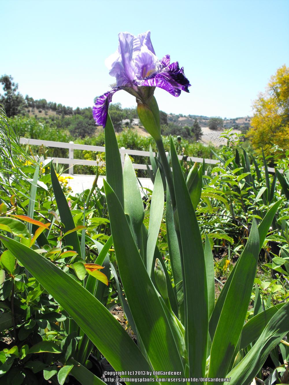Photo of Tall Bearded Iris (Iris 'Millennium Falcon') uploaded by OldGardener