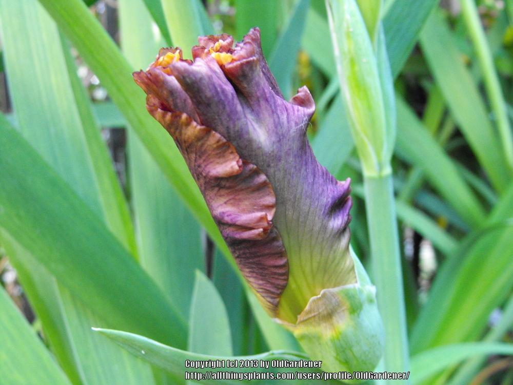 Photo of Tall Bearded Iris (Iris 'Mexican Holiday') uploaded by OldGardener