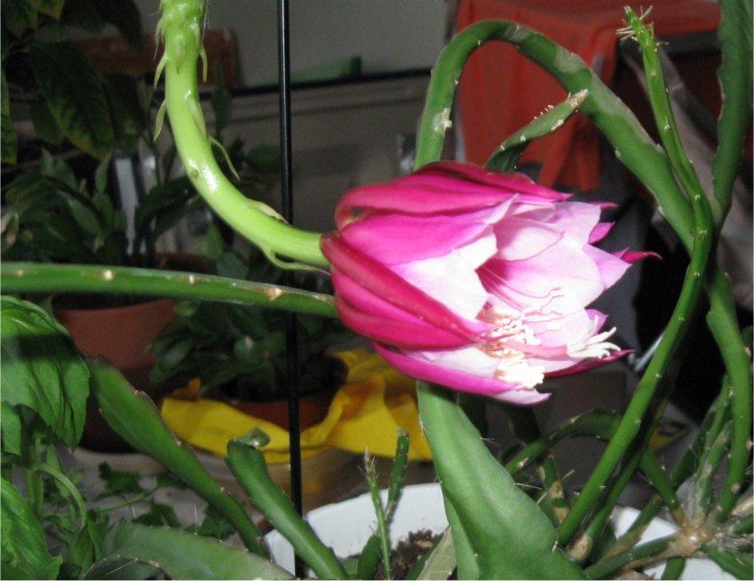 Photo of Hybrid Epiphyllum (Epiphyllum 'Grace Ann') uploaded by dragonfly53