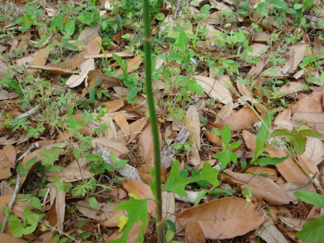 Photo of Wild Poinsettia (Euphorbia heterophylla var. cyathophora) uploaded by flaflwrgrl