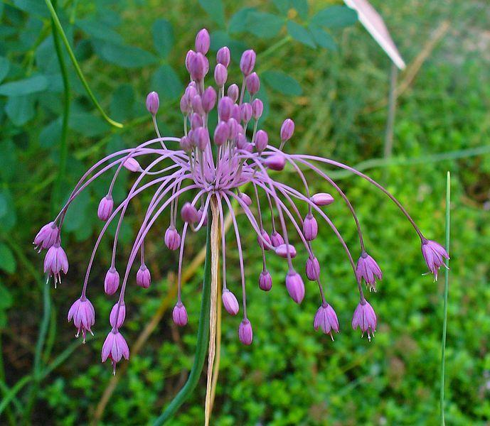 Photo of Keeled Garlic (Allium coloratum) uploaded by robertduval14