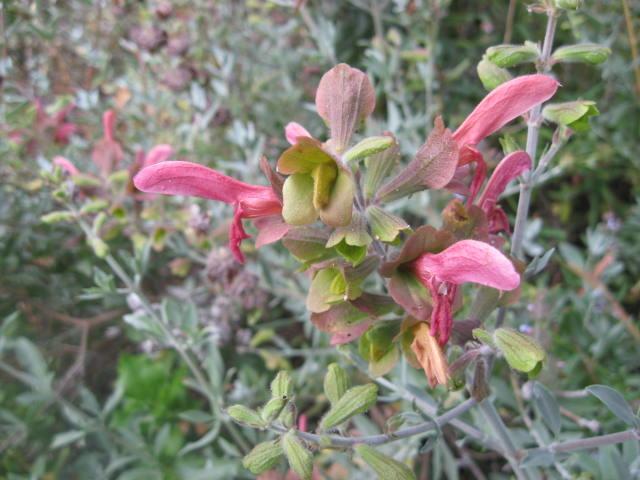 Photo of Salvia (Salvia lanceolata) uploaded by wcgypsy