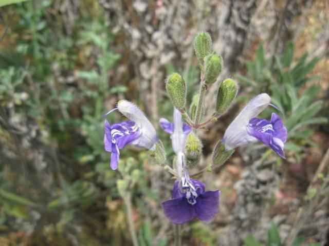 Photo of Salvia (Salvia candelabrum) uploaded by wcgypsy