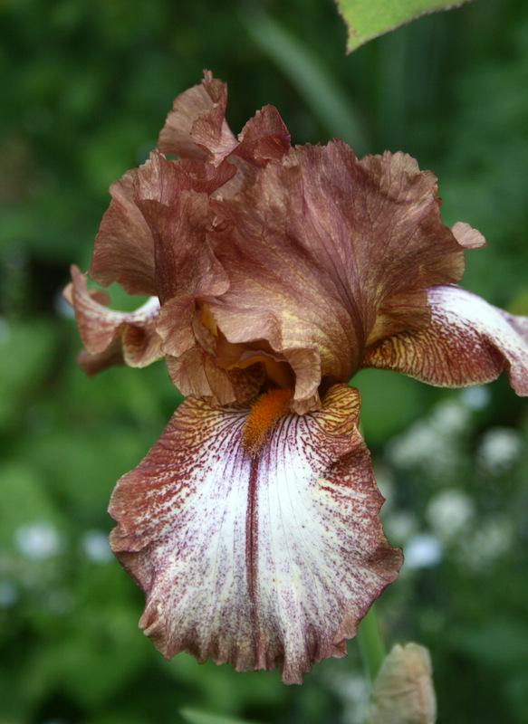 Photo of Tall Bearded Iris (Iris 'Huckleberry Fudge') uploaded by Calif_Sue