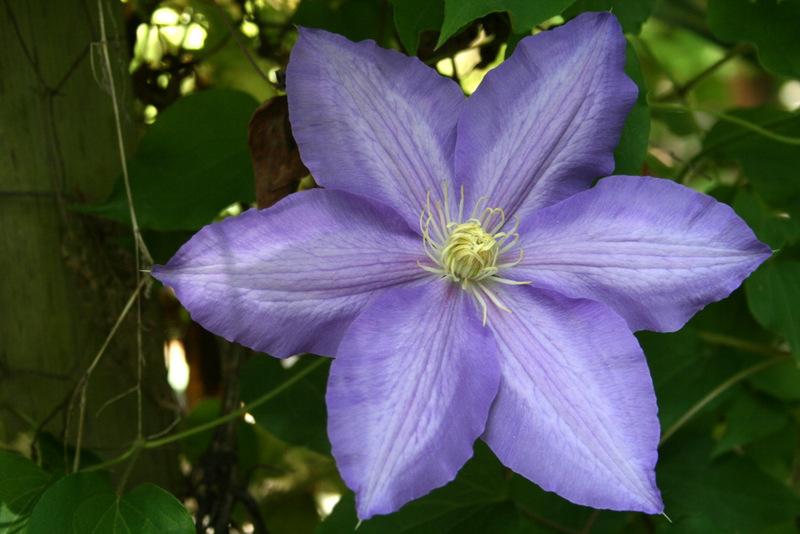 Photo of Clematis 'Lasurstern' uploaded by Calif_Sue