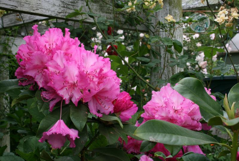 Photo of Rhododendron 'Anna Rose Whitney' uploaded by Calif_Sue