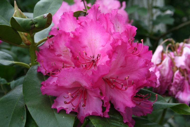 Photo of Rhododendron 'Anna Rose Whitney' uploaded by Calif_Sue