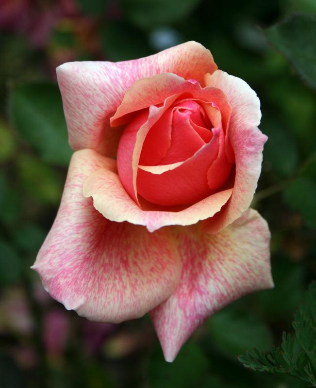 Photo of Rose (Rosa 'Incredible') uploaded by Calif_Sue