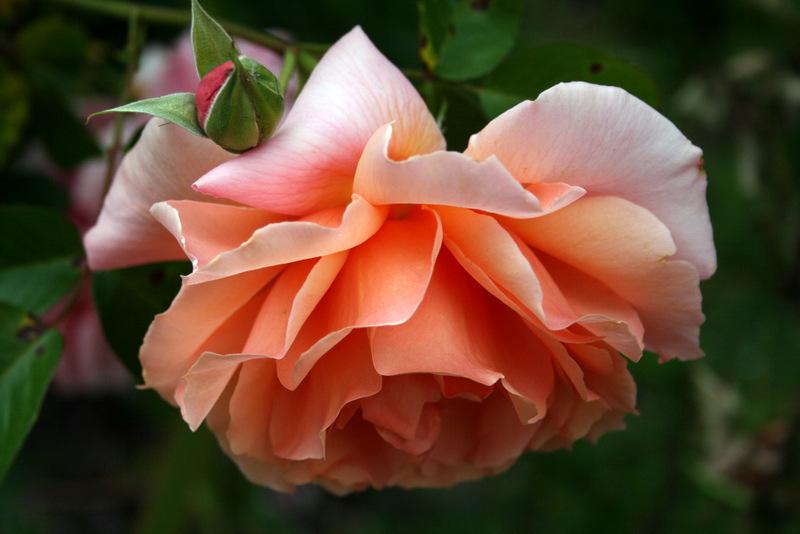 Photo of Rose (Rosa 'Apricot Candy') uploaded by Calif_Sue