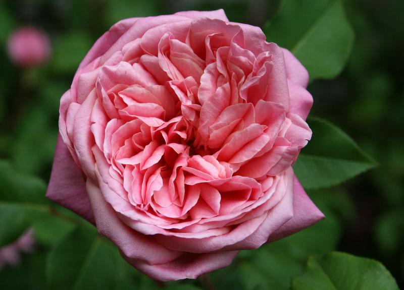 Photo of Tea Rose (Rosa 'Monsieur Tillier') uploaded by Calif_Sue