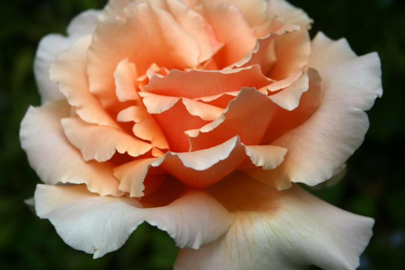 Photo of Rose (Rosa 'Medallion') uploaded by Calif_Sue