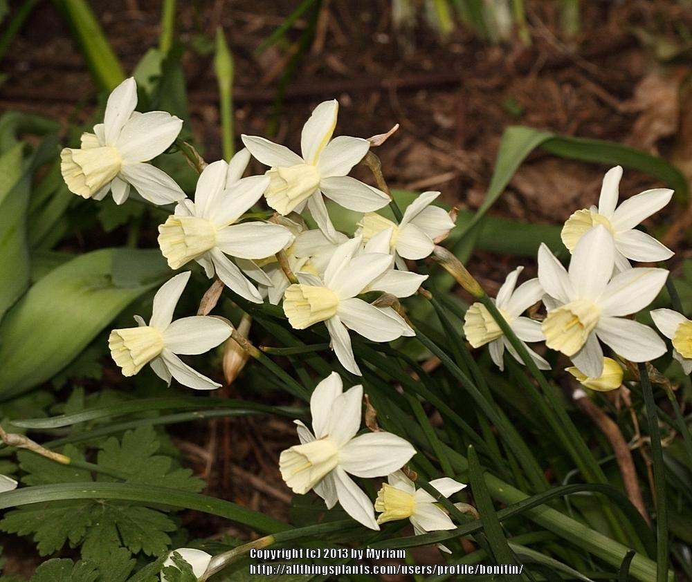 Photo of Jonquilla Daffodil (Narcissus 'Sailboat') uploaded by bonitin