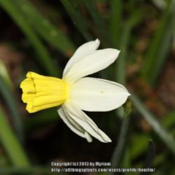 Location: My garden in Gent, Belgium
Date: 2013-04-15
Trumpet is lemon yellow when young, then gradually getting paler 