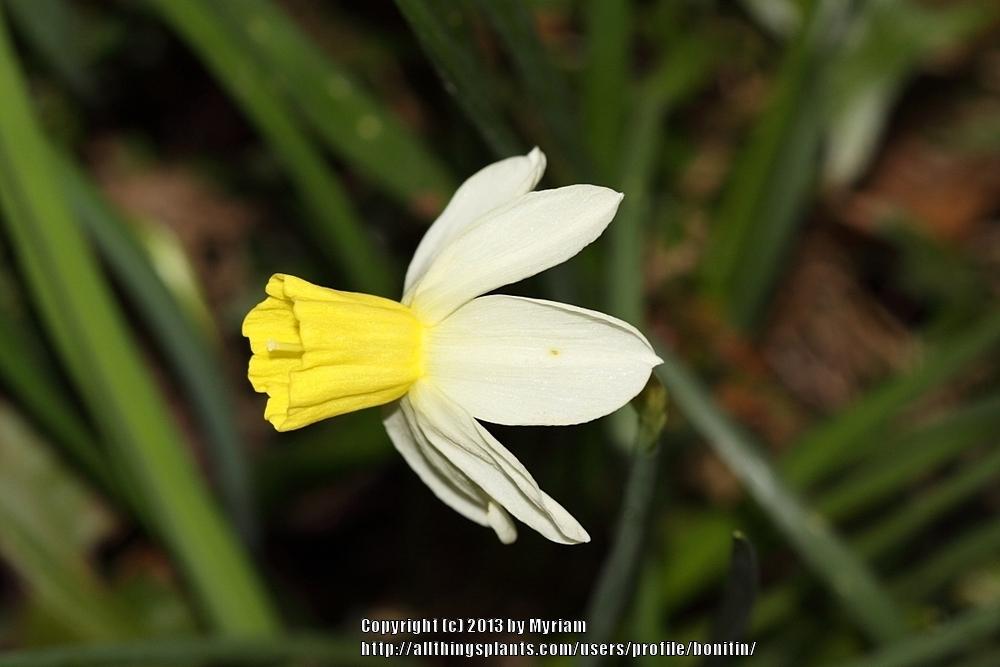 Photo of Jonquilla Daffodil (Narcissus 'Sailboat') uploaded by bonitin