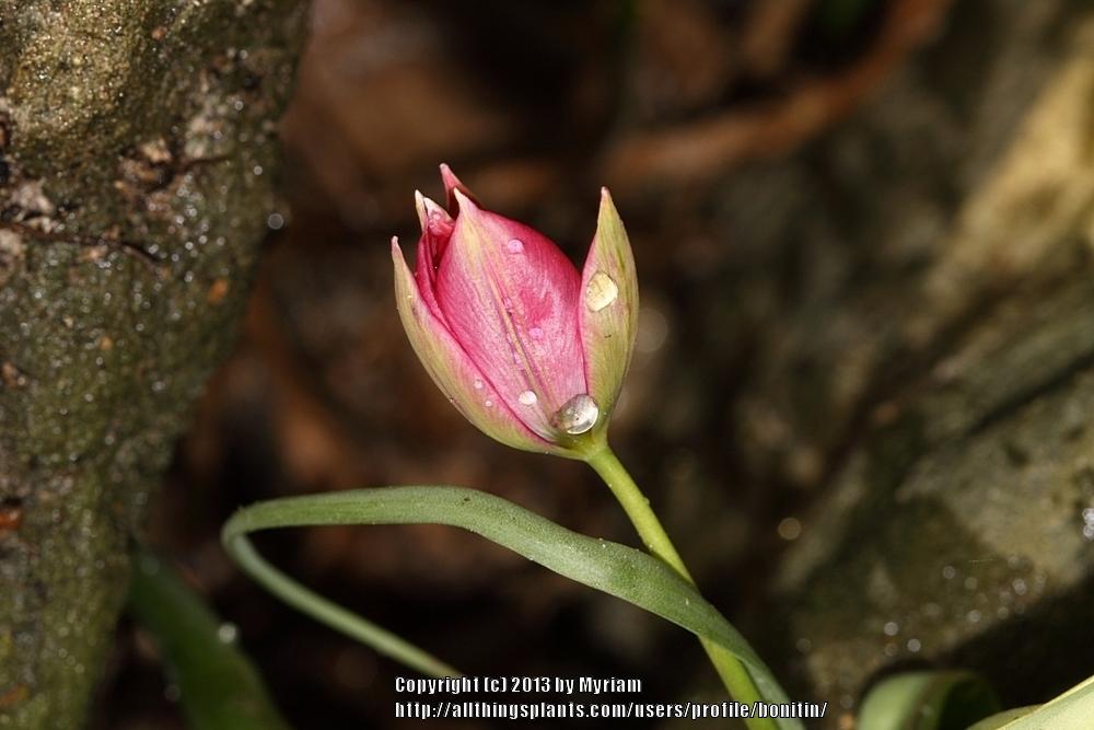 Photo of Species Hybrid Tulip (Tulipa 'Little Beauty') uploaded by bonitin