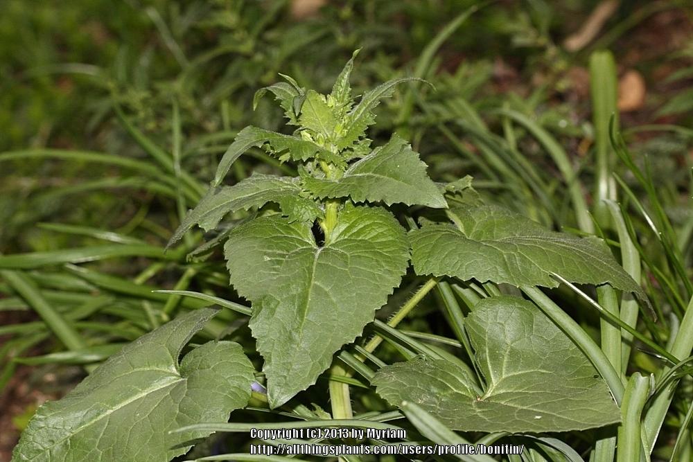 Photo of Money Plant (Lunaria annua) uploaded by bonitin