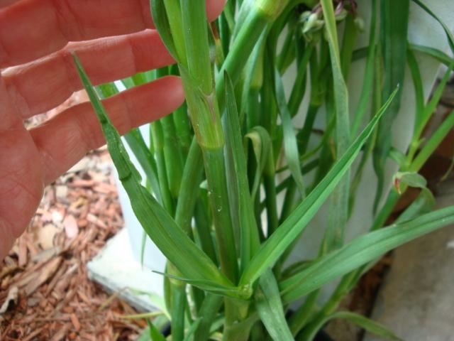 Photo of Spiderwort (Tradescantia ohiensis) uploaded by flaflwrgrl