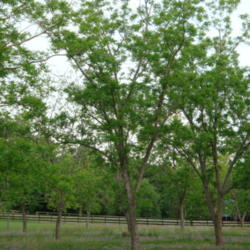 Location: zone 8 Lake City, Fl.
Date: 2013-04-24
All the pecan trees you see in the photo are 30 yrs. old.