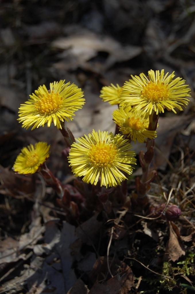 Photo of Coltsfoot (Tussilago farfara) uploaded by pixie62560