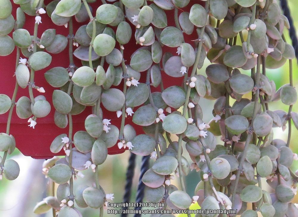 Photo of String of Nickels (Dischidia nummularia) uploaded by plantladylin