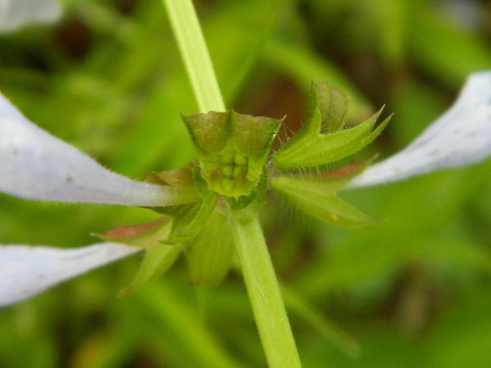 Photo of Lyreleaf Sage (Salvia lyrata) uploaded by wildflowers