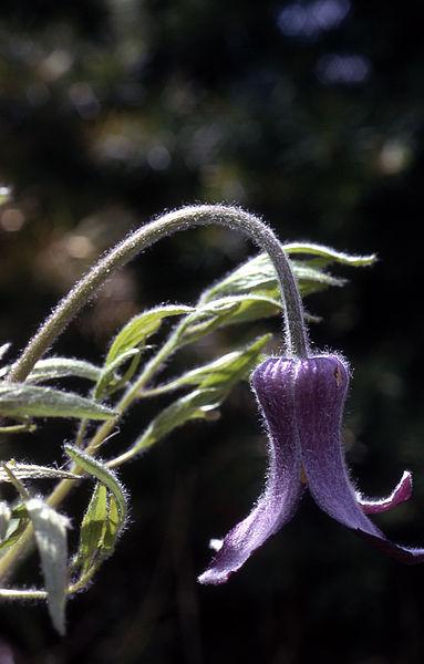 Photo of Clematis (Clematis hirsutissima) uploaded by Calif_Sue