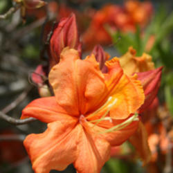 Location: Sonoma Horticultural Nursery
Date: 2013-04-26
Exbury azalea seedling