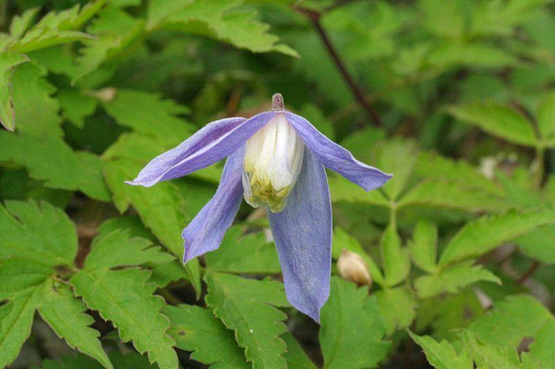 Photo of Clematis (Clematis alpina) uploaded by Calif_Sue