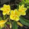 This brilliant yellow Plumeria also has an outstanding scent.