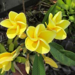 Location: Southwest Florida
Date: April 2013
This brilliant yellow Plumeria also has an outstanding scent.